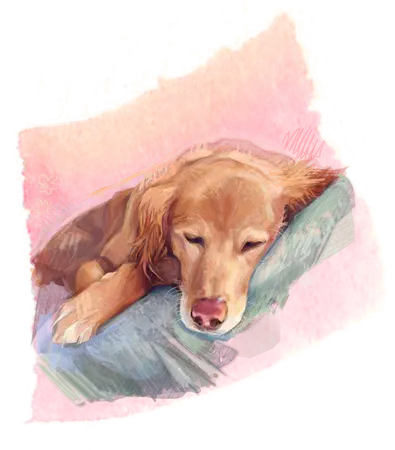 Happy golden retriever curiously looking up, illustration.